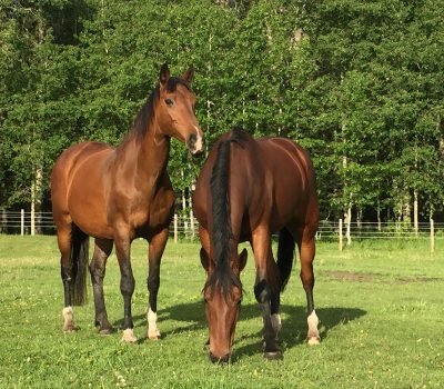 IH - paddock horses