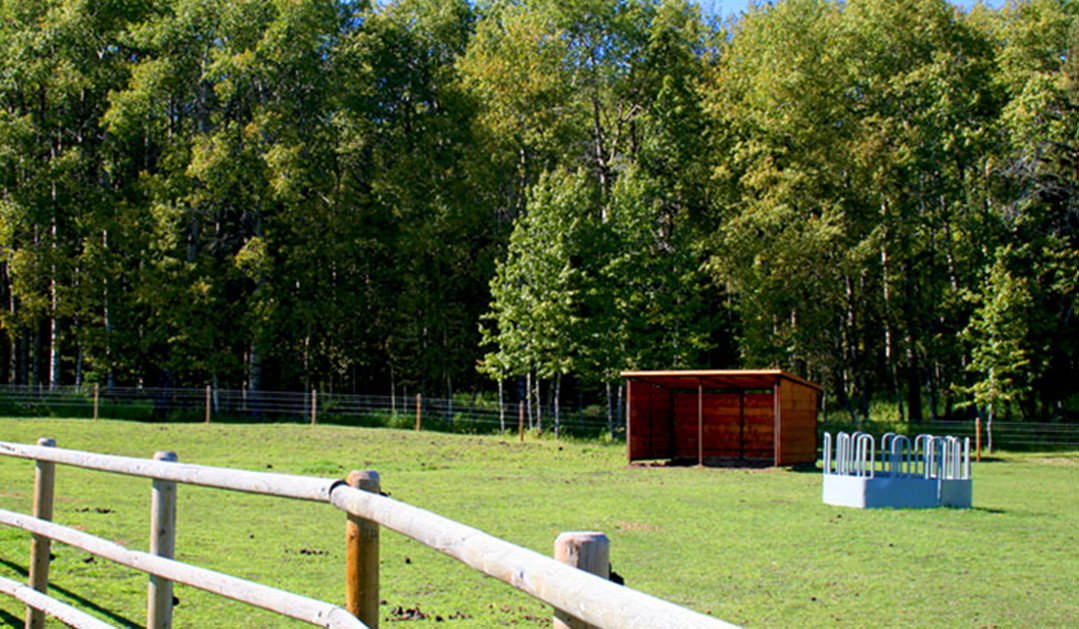 pasture-with-shelter