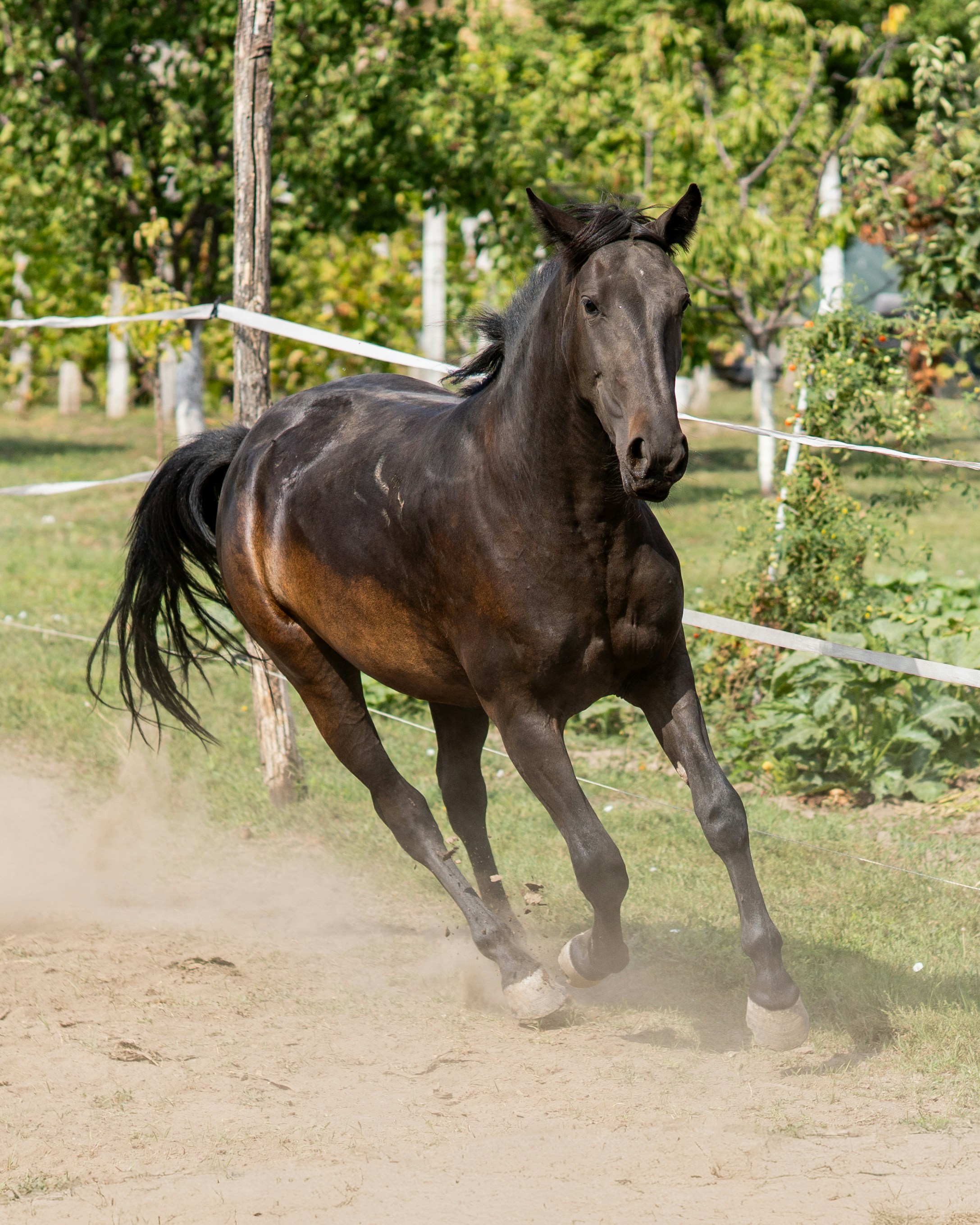 ironhill-training-services-horse-canter